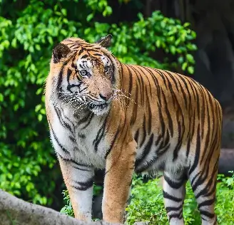 tiger image