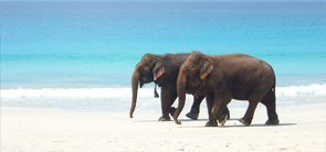 Elephant Beach Andaman