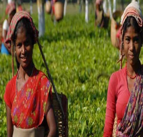 Dehing Patkai Tea Festival in Assam