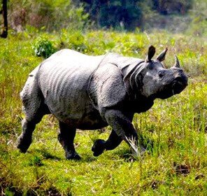 Kaziranga & Gibbon Wildlife Sanctuary Tour