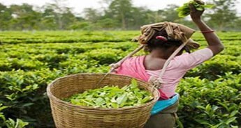 Tea Tasting Tour to Manas