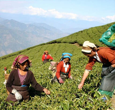 Tea Fair and Festival in Assam