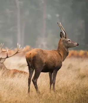 Kashmir With Real Wildlife