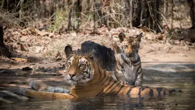 Tiger Tour with Golden Triangle