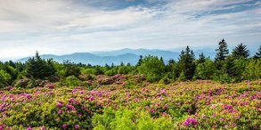 Dentam Rhododendron Festival, Sikkim