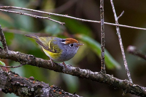 Fambong Lho Wildlife Sanctuary, Mangshila