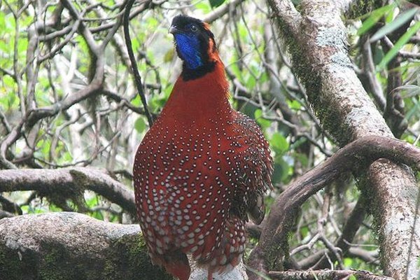 Kyongnosla Alpine Sanctuary, Sikkim