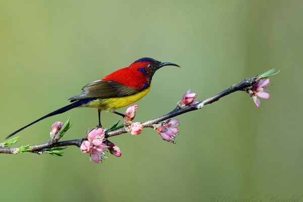 Maenam Wildlife Sanctuary Namchi, Sikkim