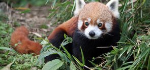 Red Panda Winter Festival, Sikkim