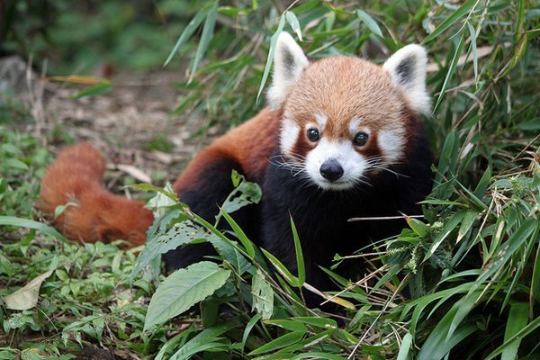 Red Panda Winter Festival, Sikkim