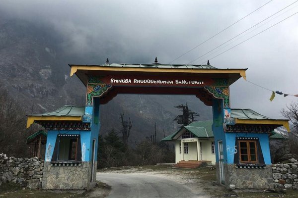 Shingba Rhododendron Sanctuary Lachen, Sikkim