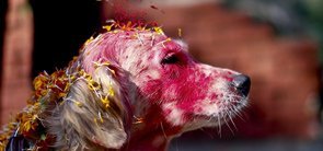 Tihar Festival of Sikkim