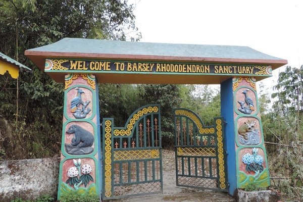 Varsey Rhododendron Sanctuary Geyzing, Sikkim