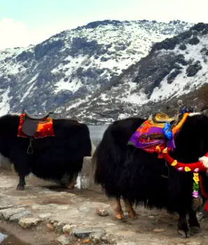 Unique Himalaya