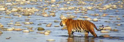 Corbett National Park, Uttarakhand