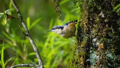 Pangot Corbett Birding Tour