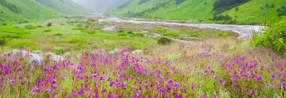 Valley of Flowers, Uttarakhand