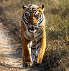 tiger image 