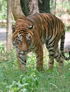 wildlife image