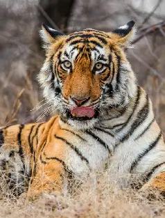 wildlife image