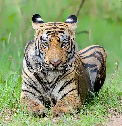 tiger image 