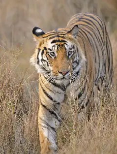 wildlife image