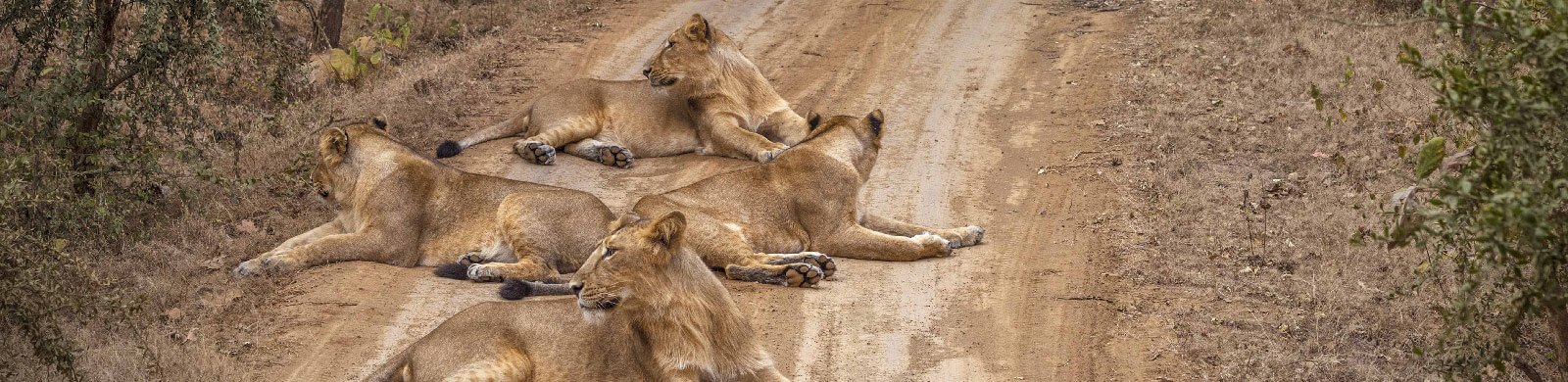 gir-national-park