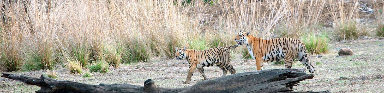 tadoba-national-park